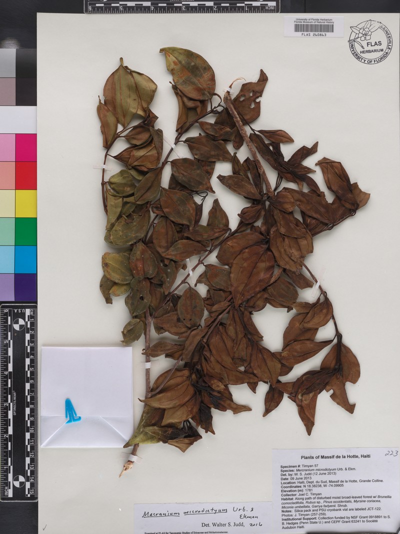Miconia microdictya photo 5