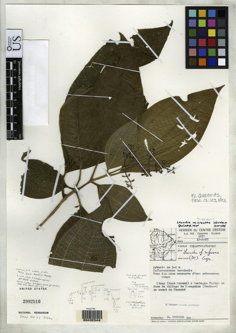 Miconia microflora