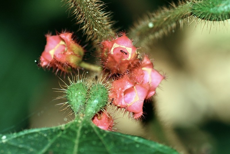 Miconia microphysca