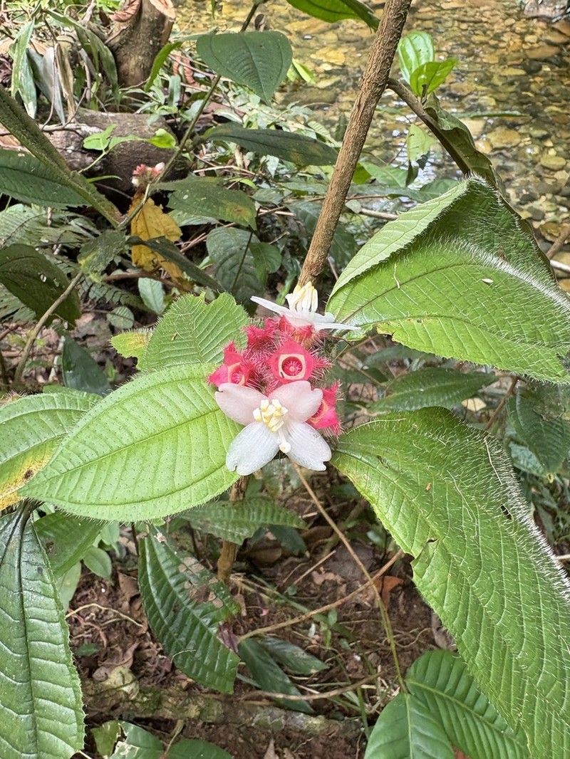 Miconia microphysca photo 2
