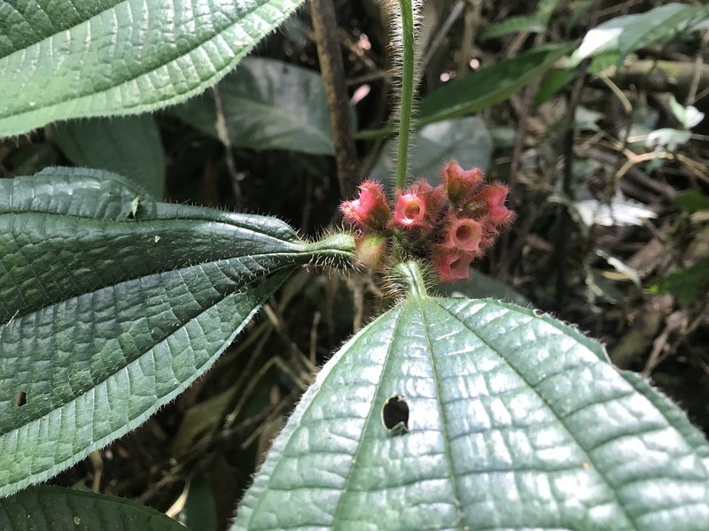 Miconia microphysca photo 3