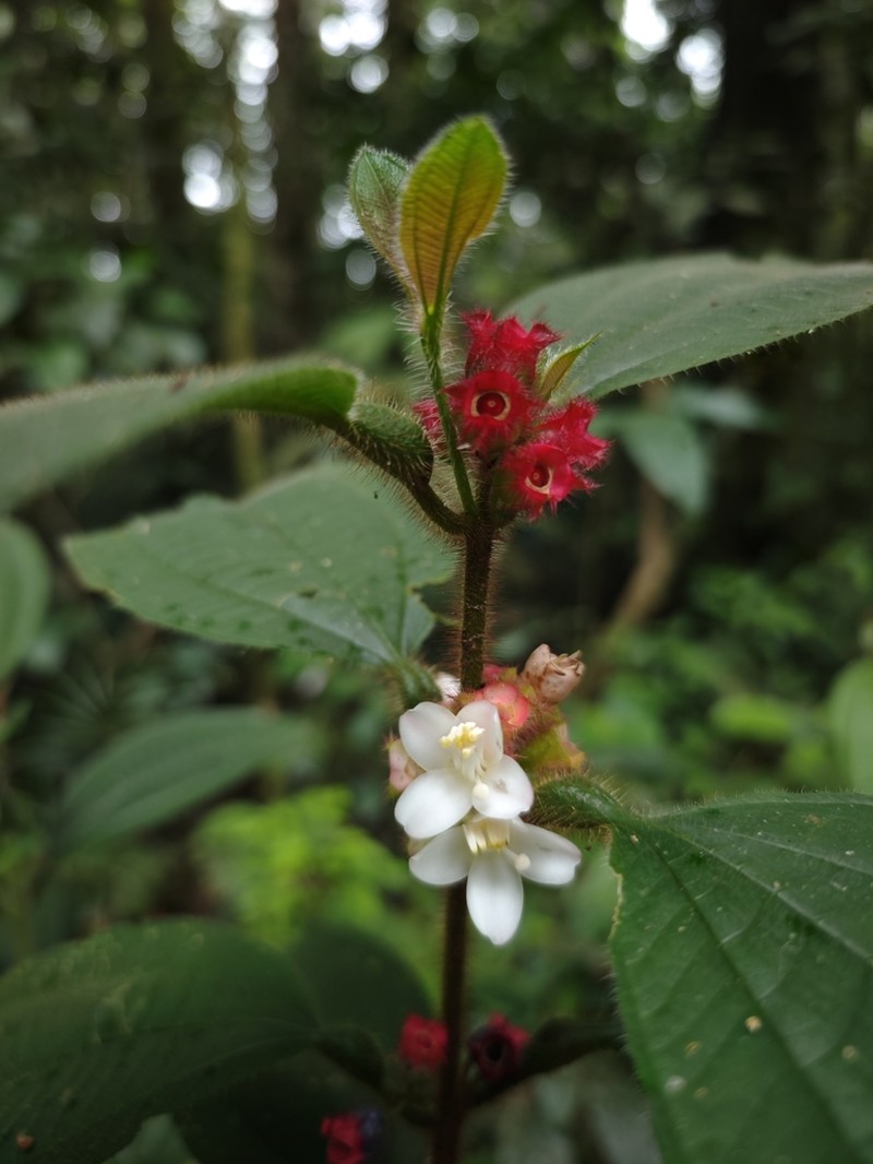 Miconia microphysca photo 4