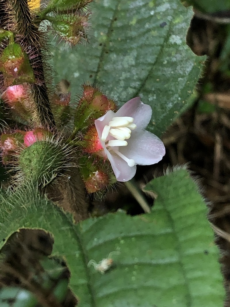 Miconia microphysca photo 5