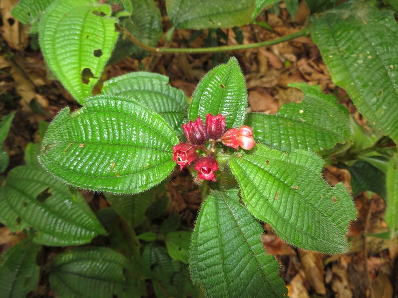 Miconia microphysca photo 6