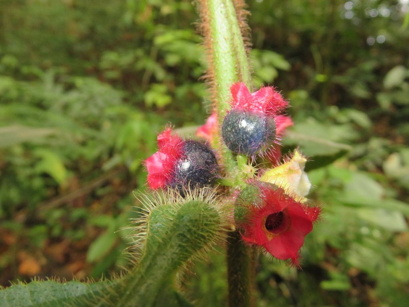 Miconia microphysca photo 7
