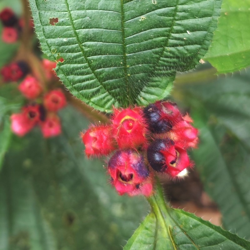 Miconia microphysca photo 8