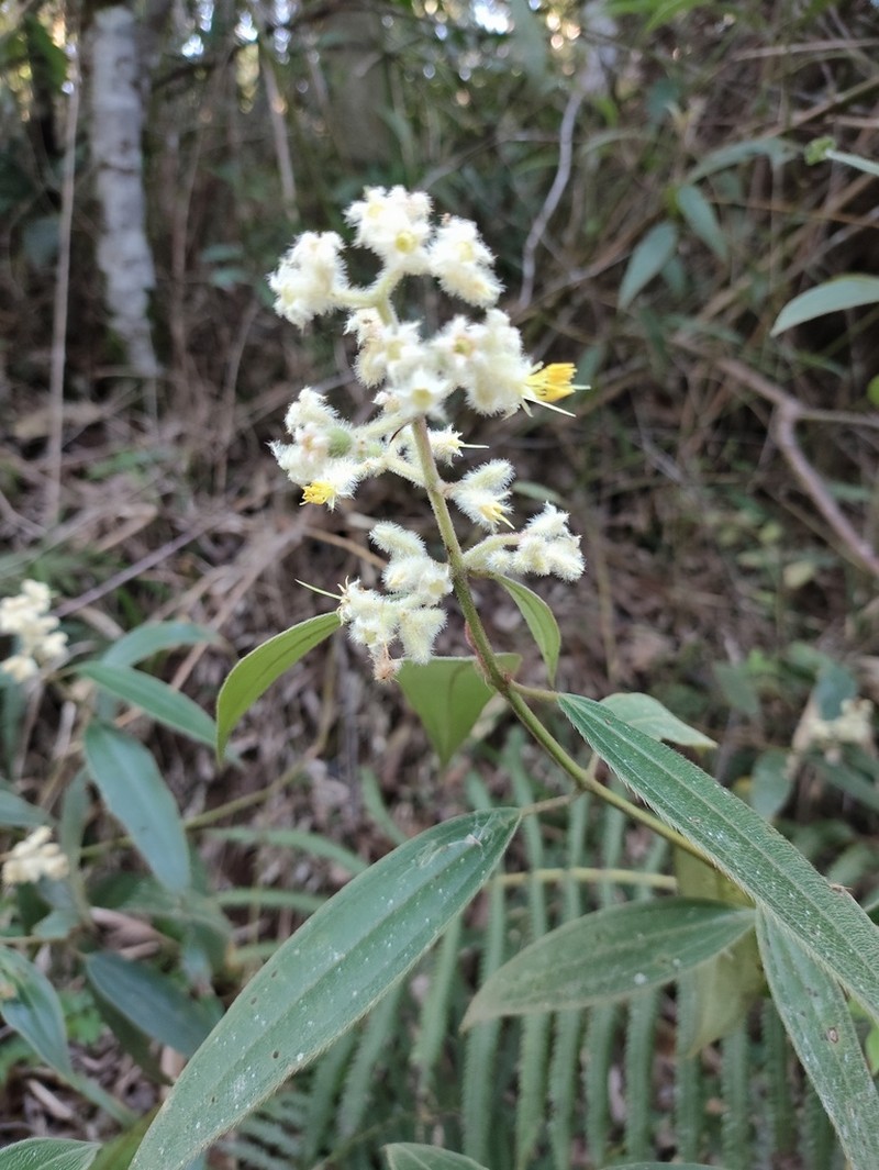 Miconia microstachya