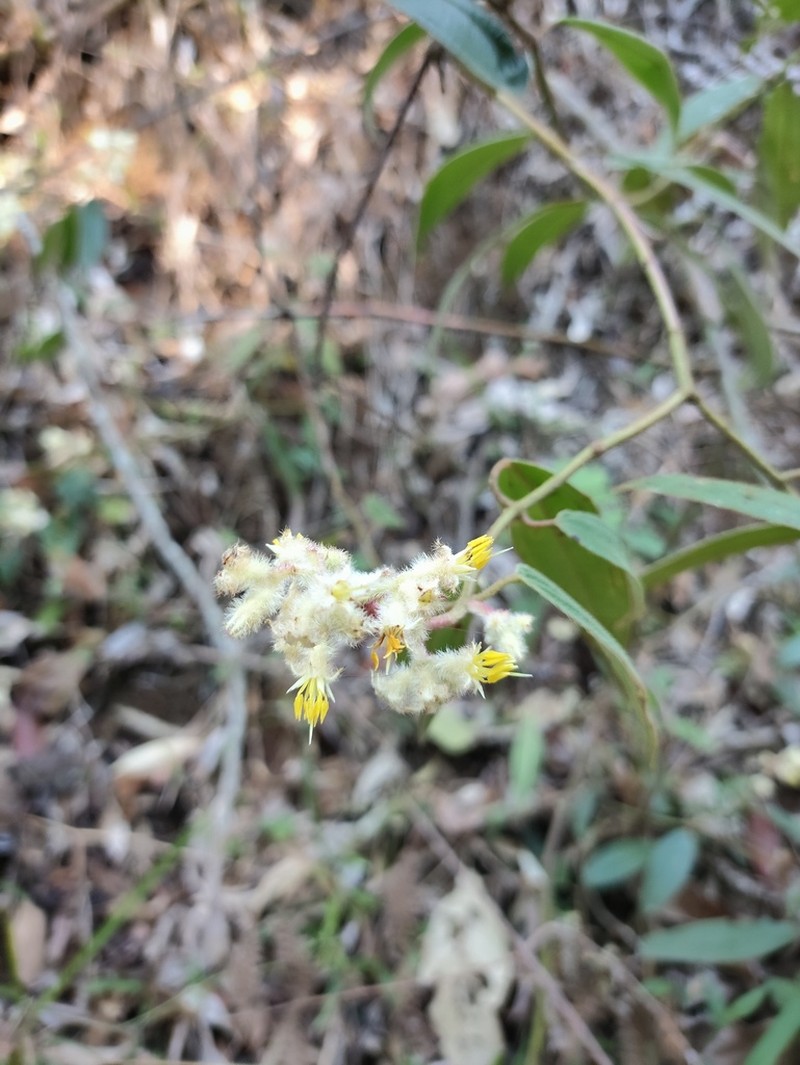 Miconia microstachya photo 2