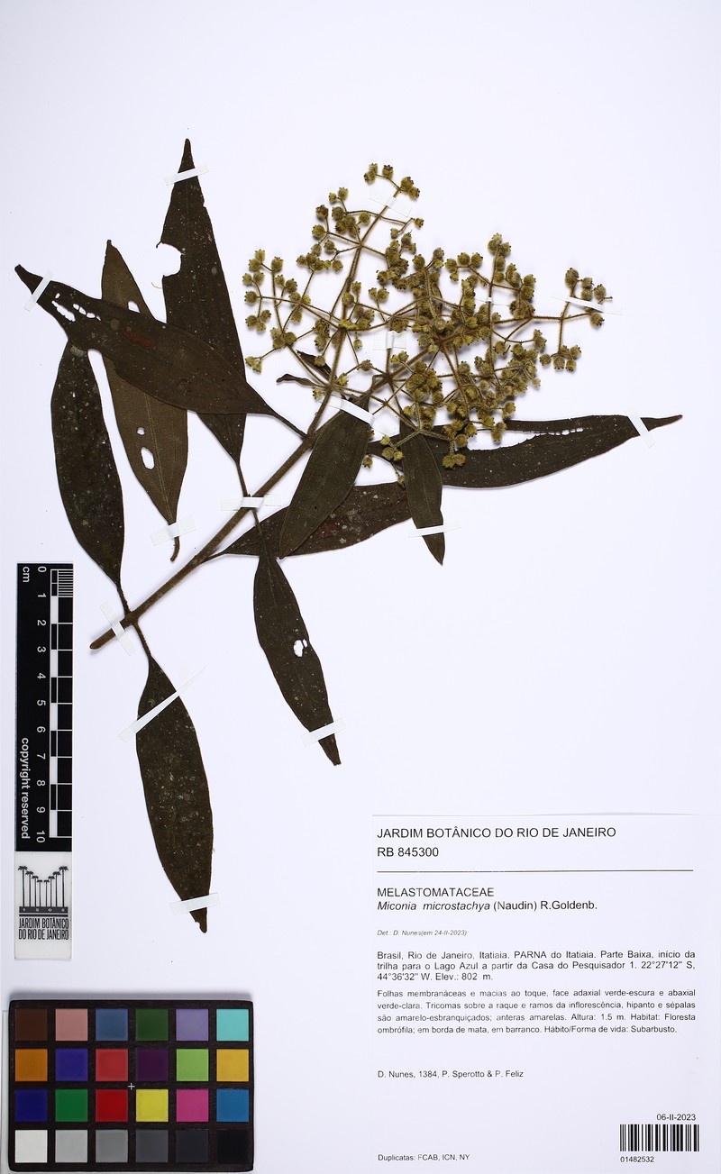 Miconia microstachya photo 3