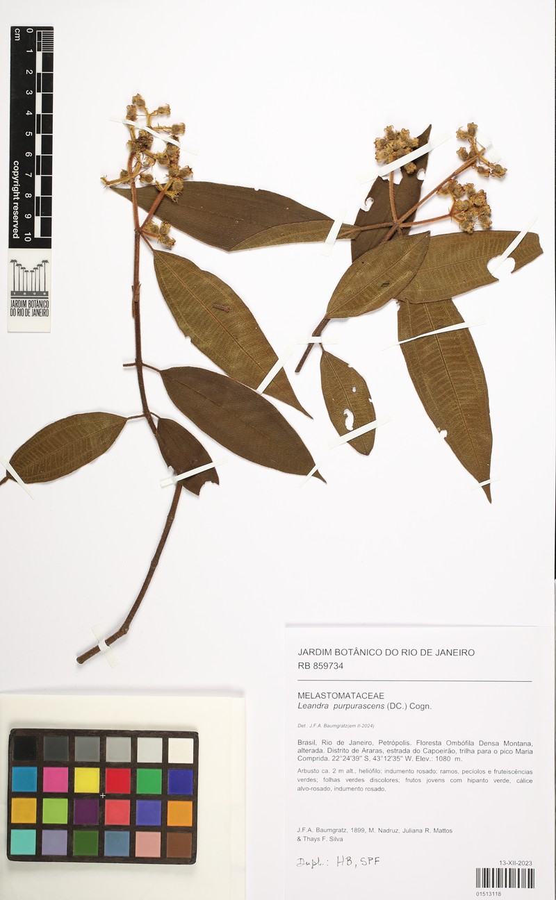 Miconia microstachya photo 4