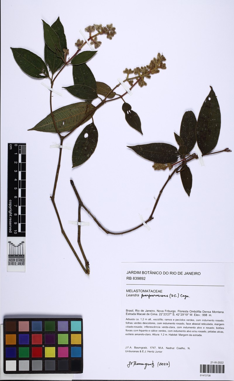 Miconia microstachya photo 5