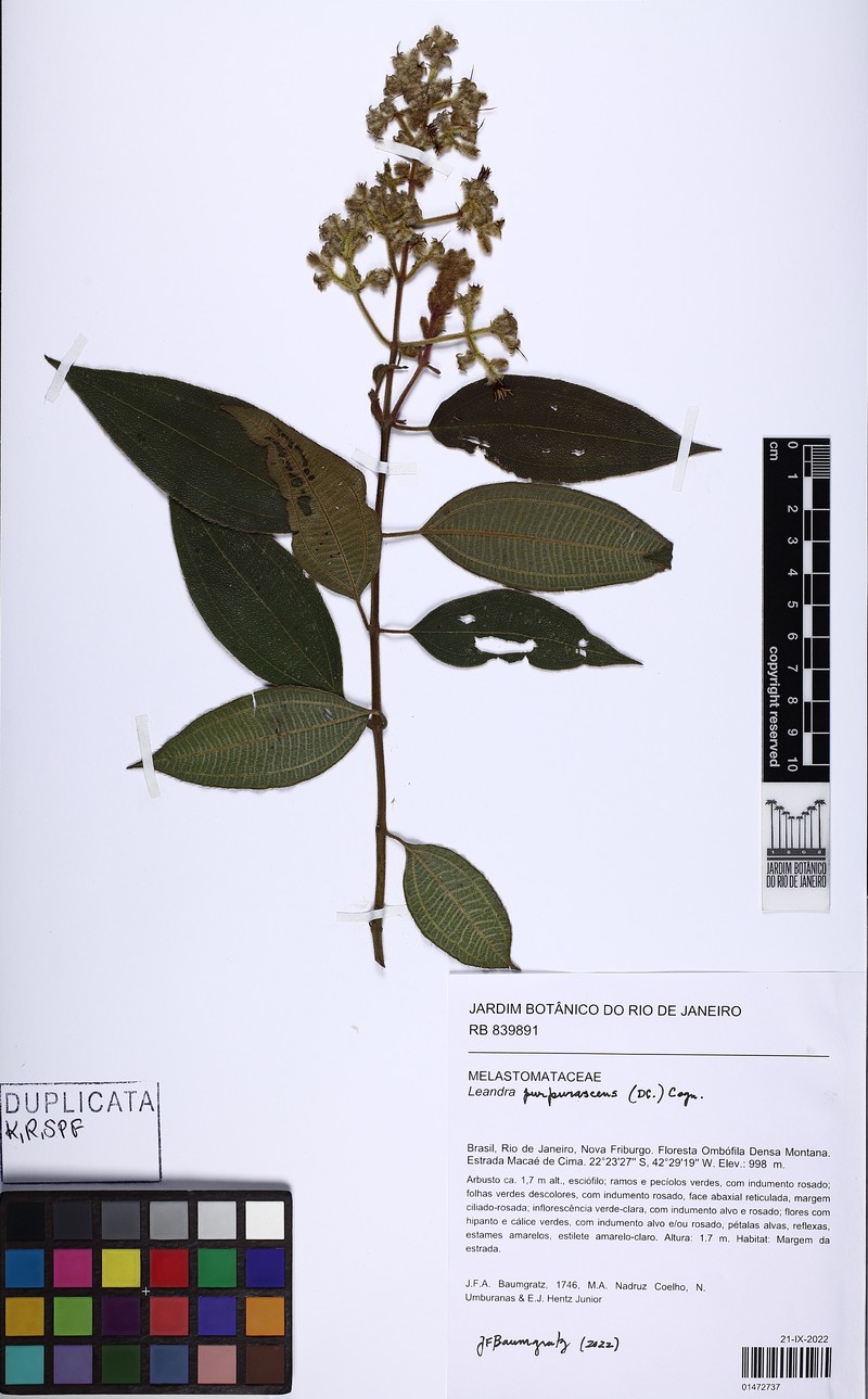 Miconia microstachya photo 6