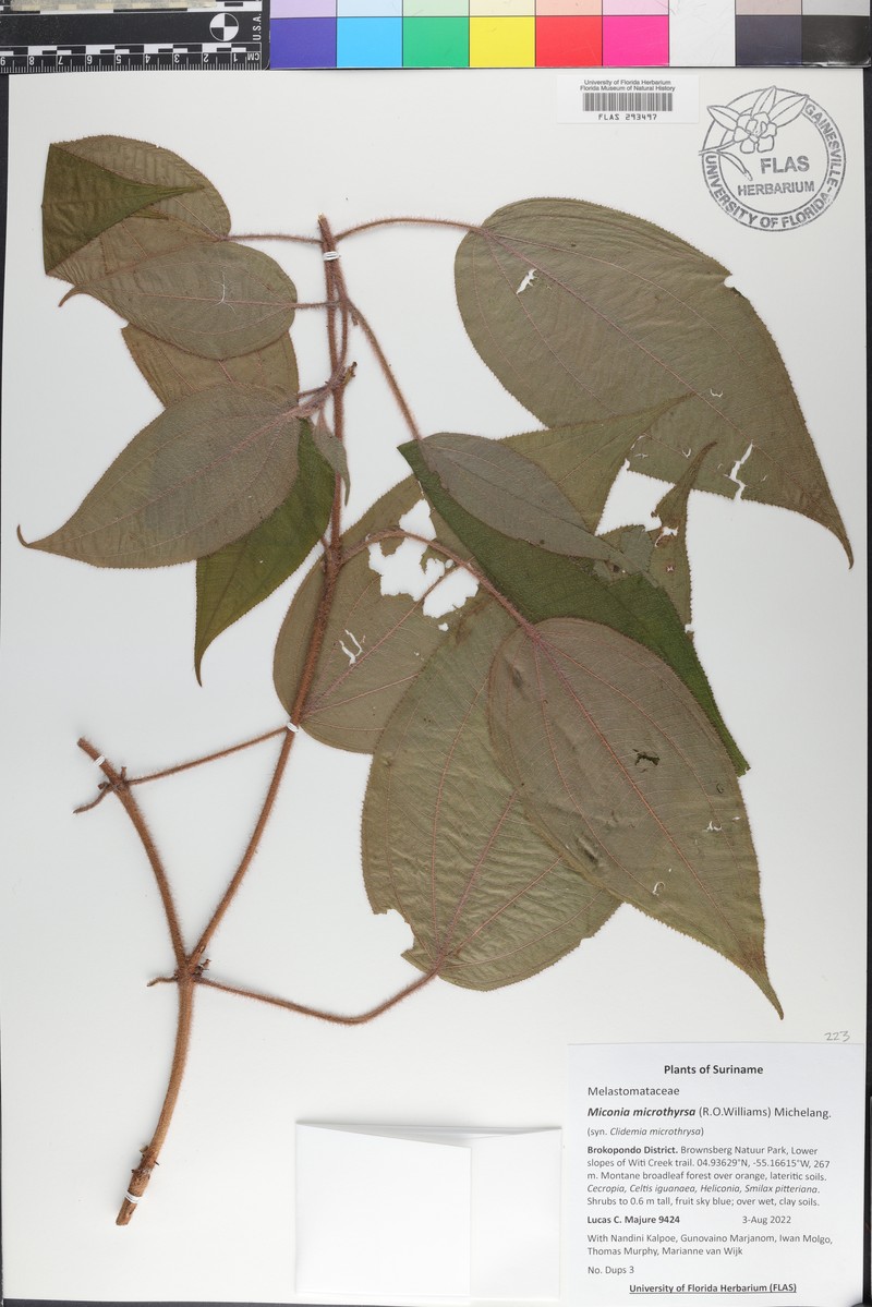 Miconia microthyrsa