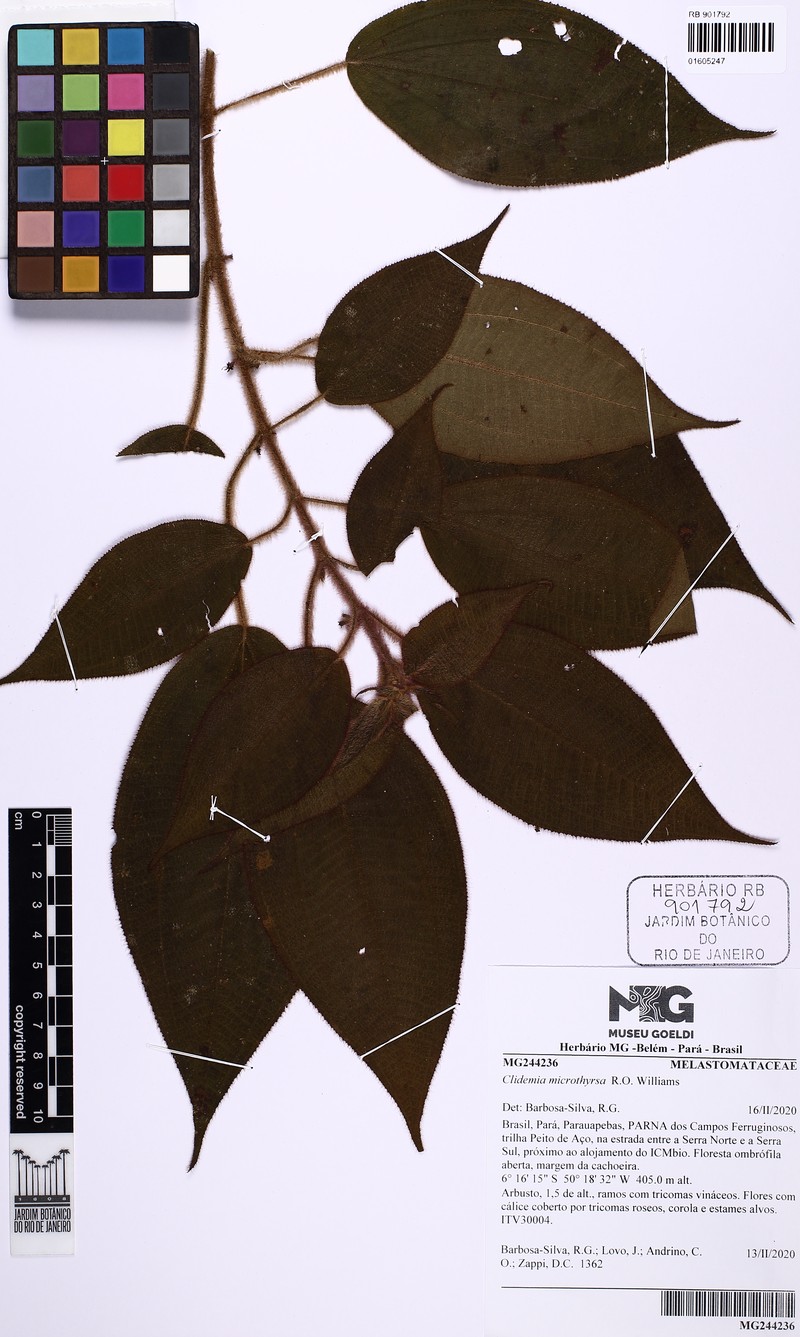 Miconia microthyrsa photo 2