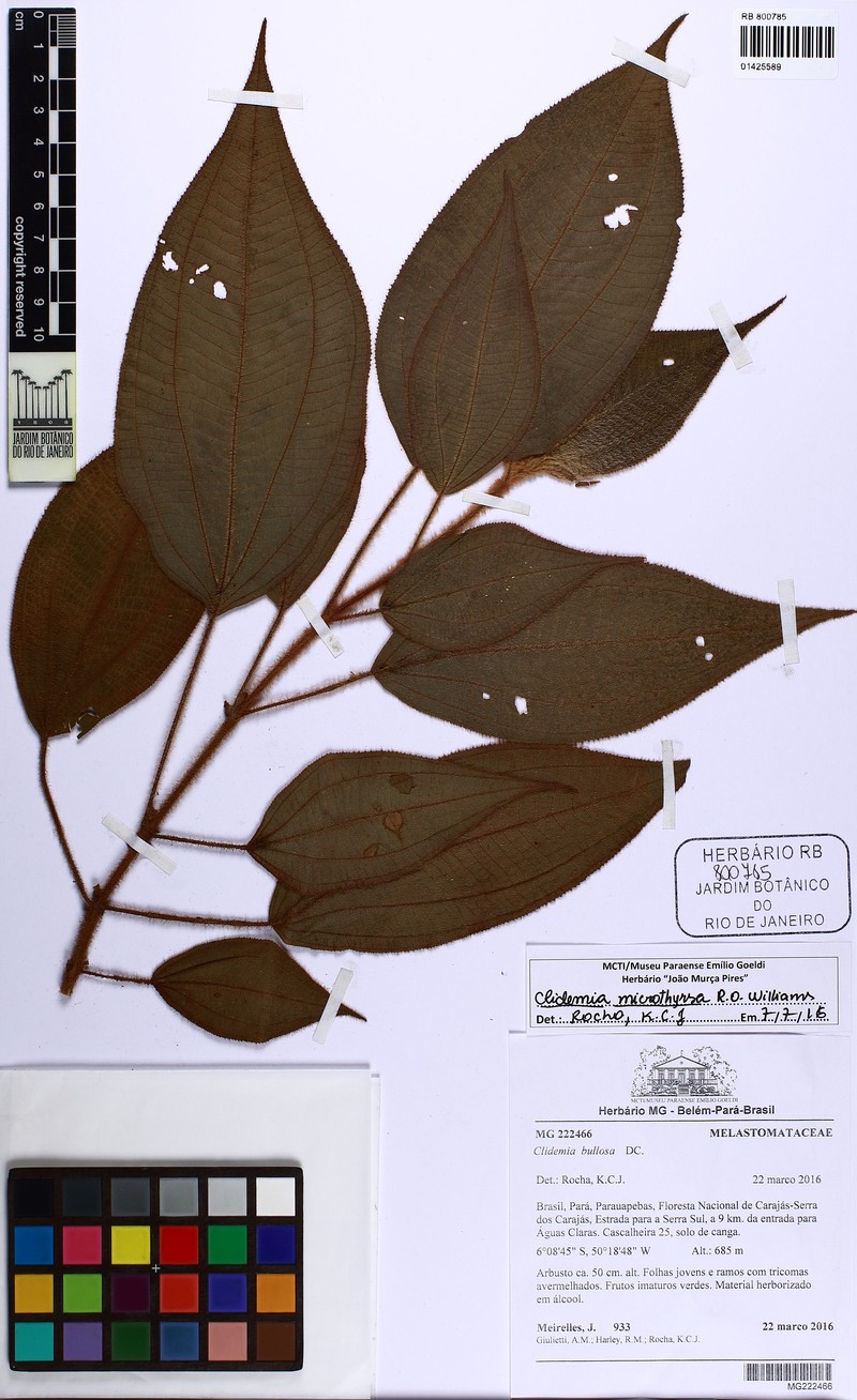 Miconia microthyrsa photo 3