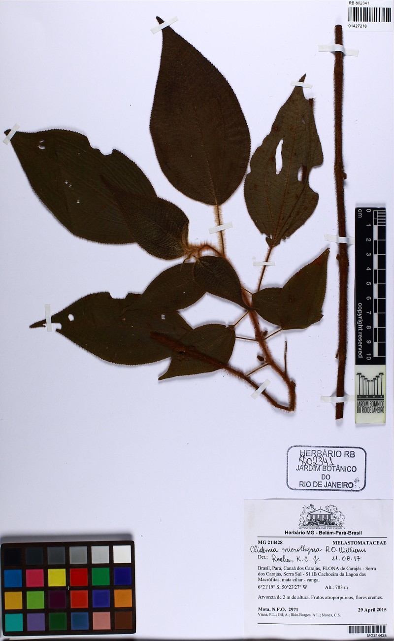 Miconia microthyrsa photo 4