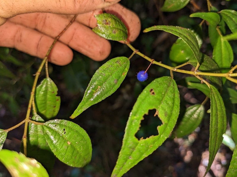 Miconia miguelfuertesii