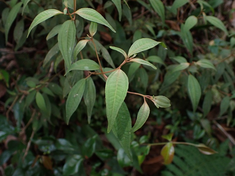 Miconia miguelfuertesii photo 2