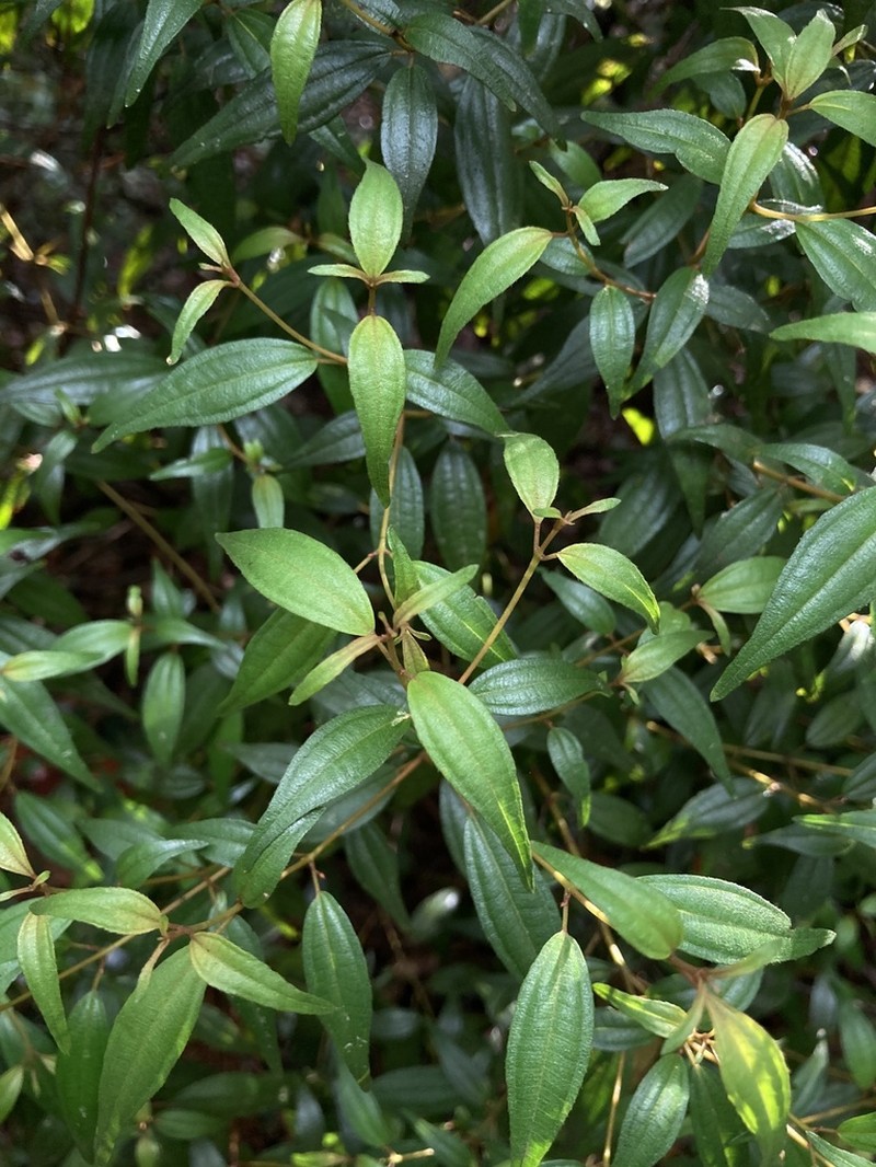 Miconia miguelfuertesii photo 4