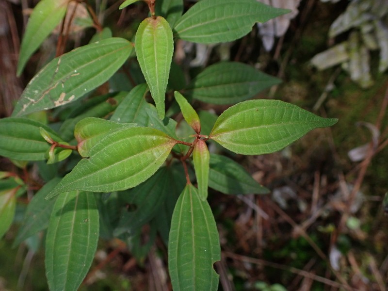 Miconia miguelfuertesii photo 5