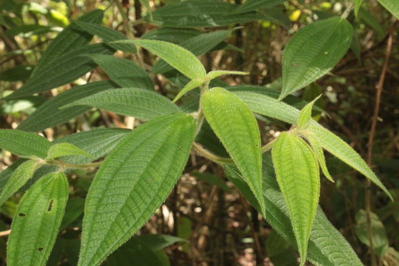 Miconia monantha