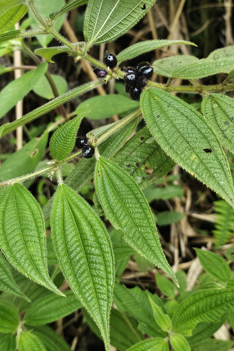 Miconia monantha photo 2