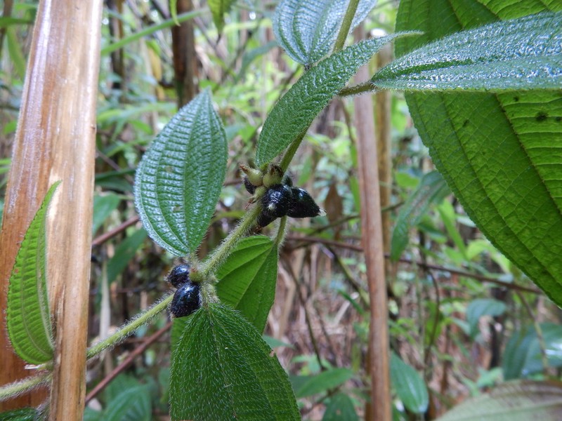 Miconia monantha photo 3