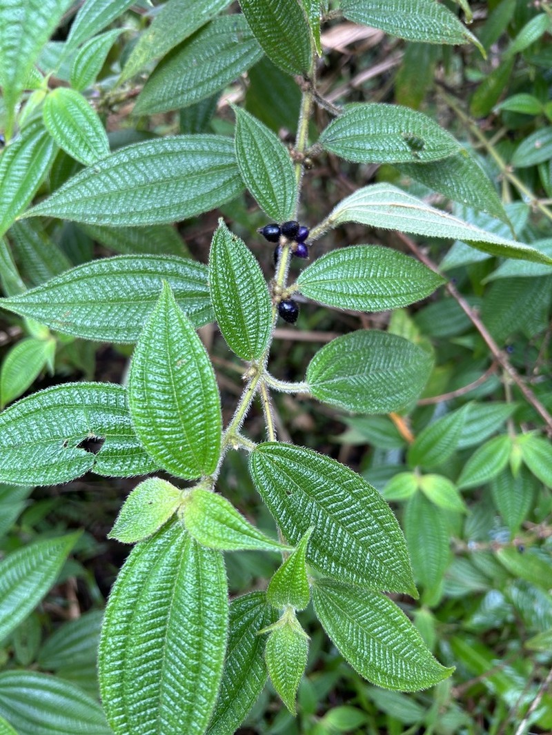 Miconia monantha photo 4