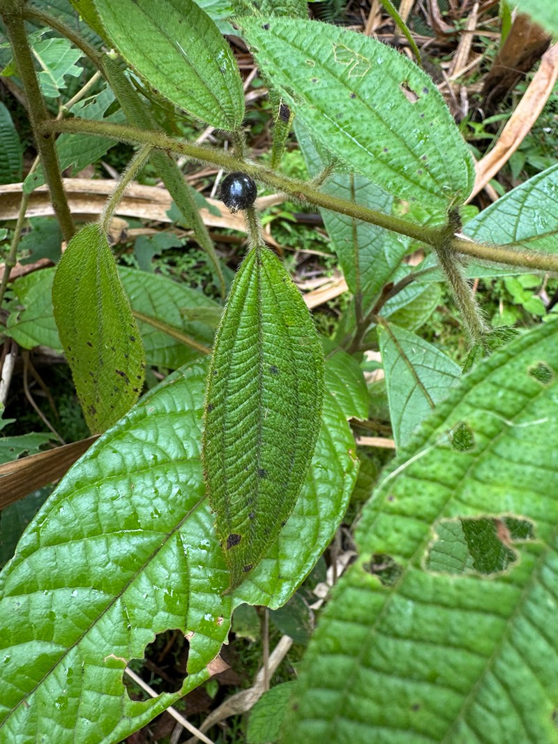 Miconia monantha photo 5