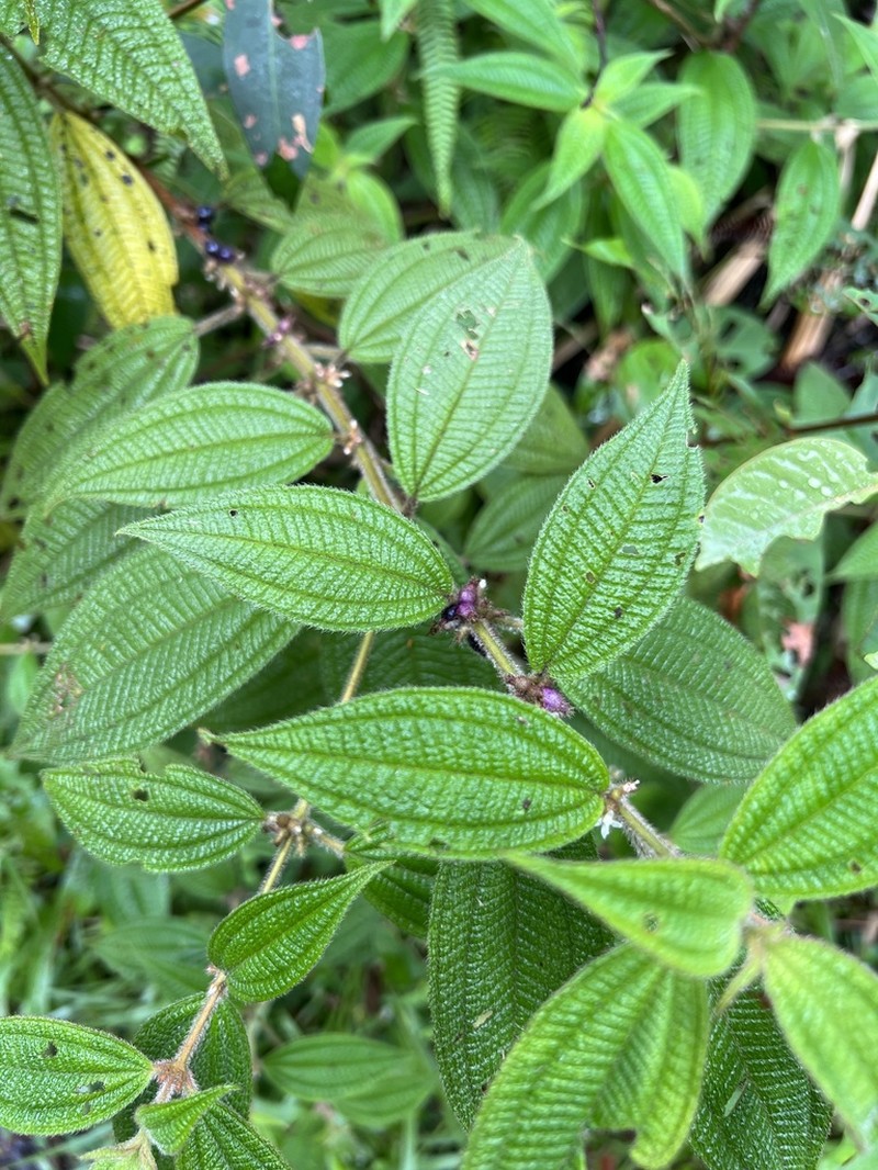 Miconia monantha photo 6