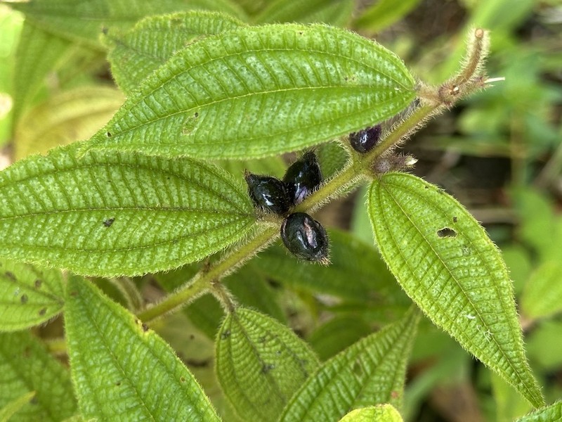 Miconia monantha photo 7