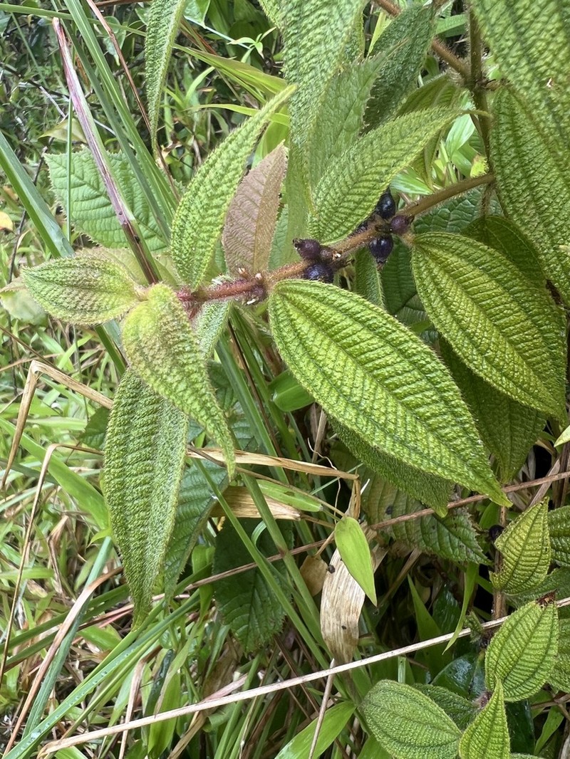 Miconia monantha photo 8