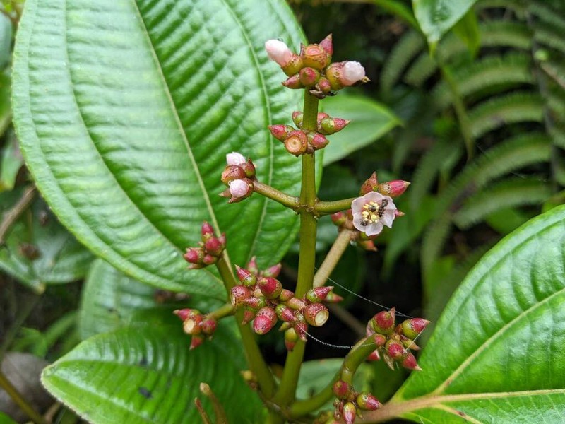 Miconia monteleagreana