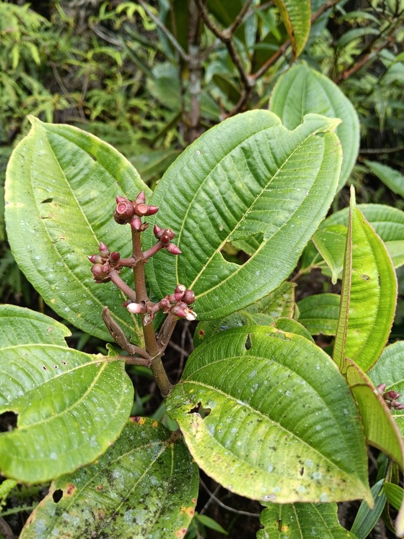 Miconia monteleagreana photo 2