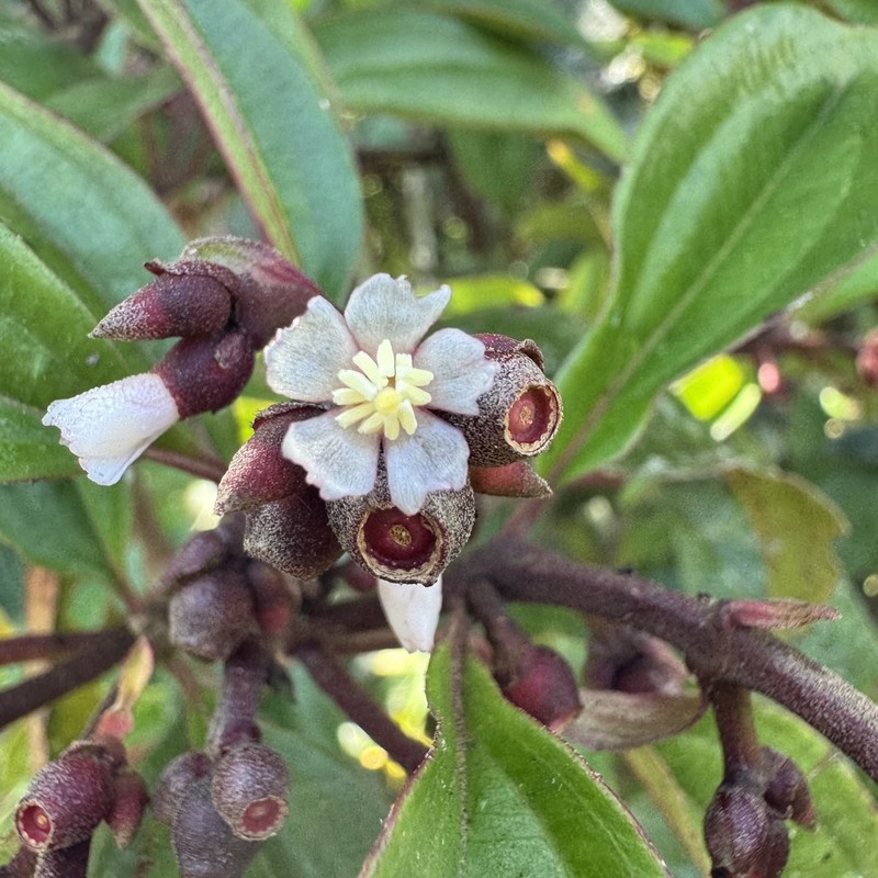 Miconia monteleagreana photo 3