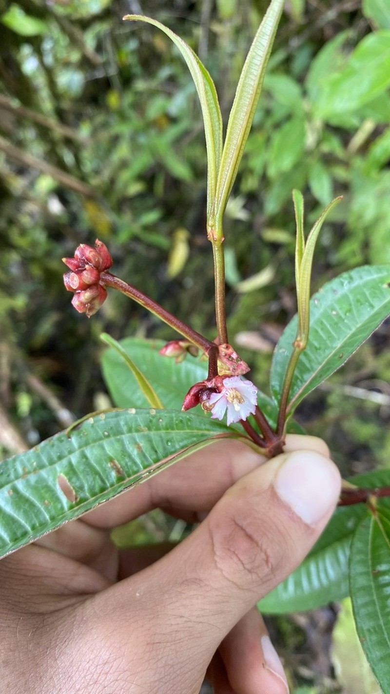 Miconia monteleagreana photo 4