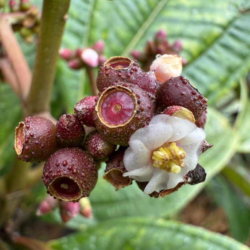 Miconia monteleagreana photo 5