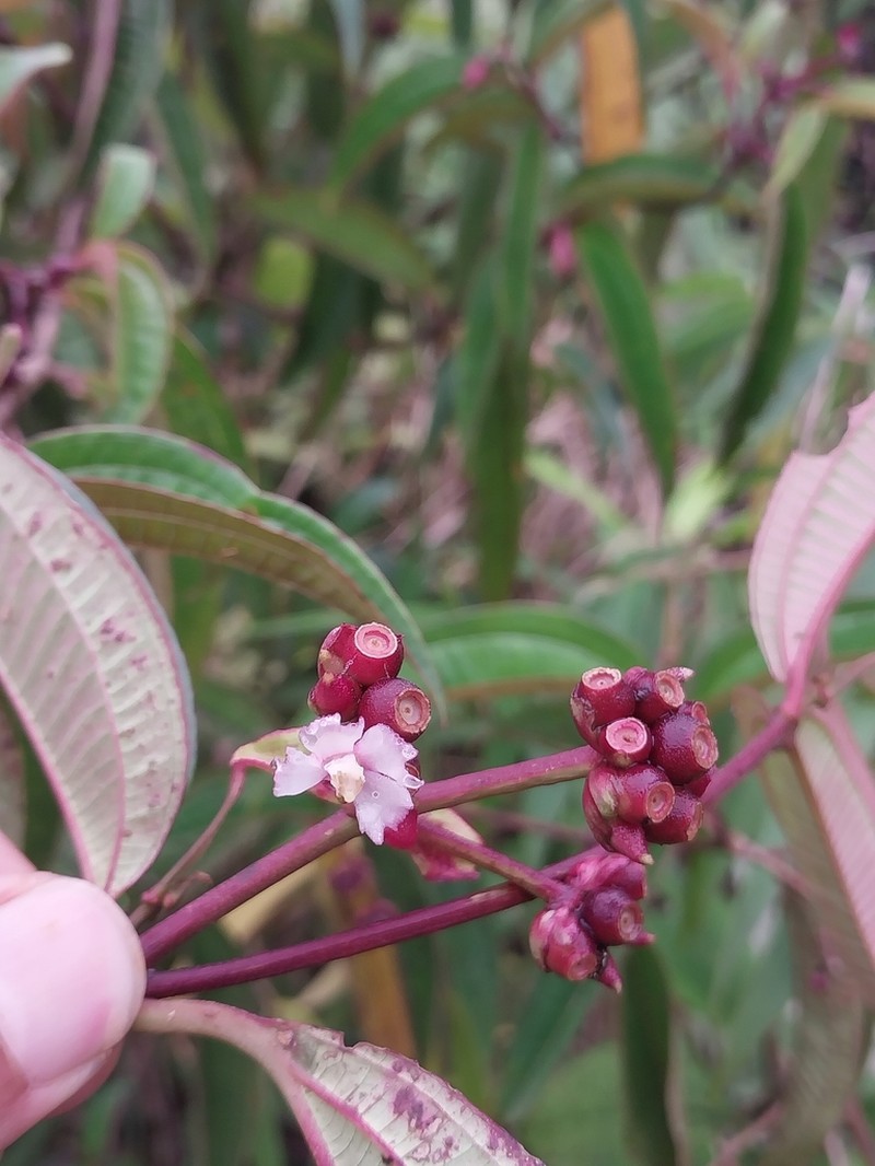 Miconia monteleagreana photo 6