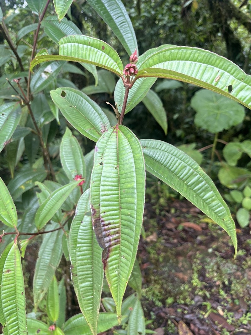 Miconia monteleagreana photo 7