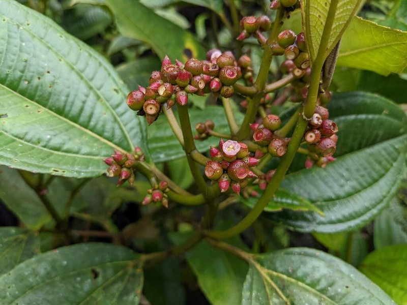 Miconia monteleagreana photo 8