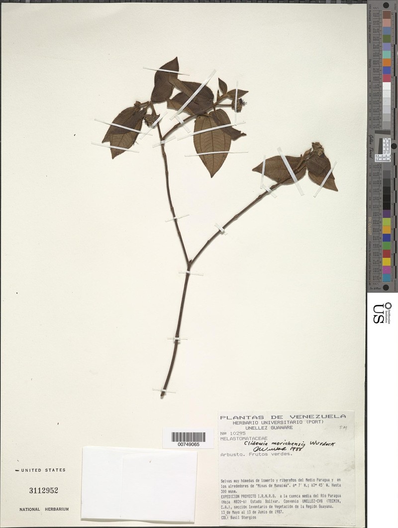 Miconia morichensis