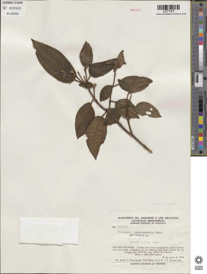 Miconia morichensis photo 2