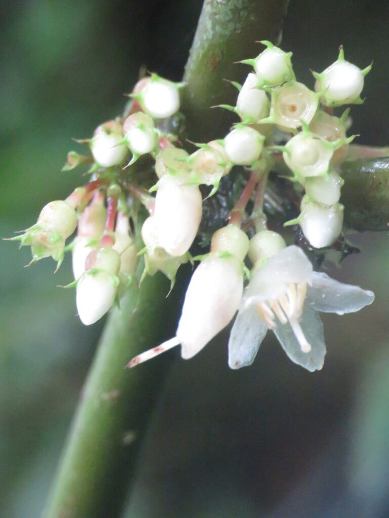 Miconia mortoniana photo 2
