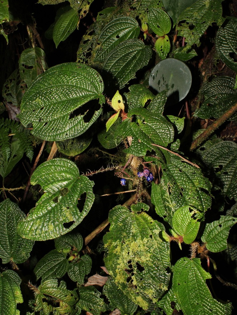Miconia mortoniana photo 3