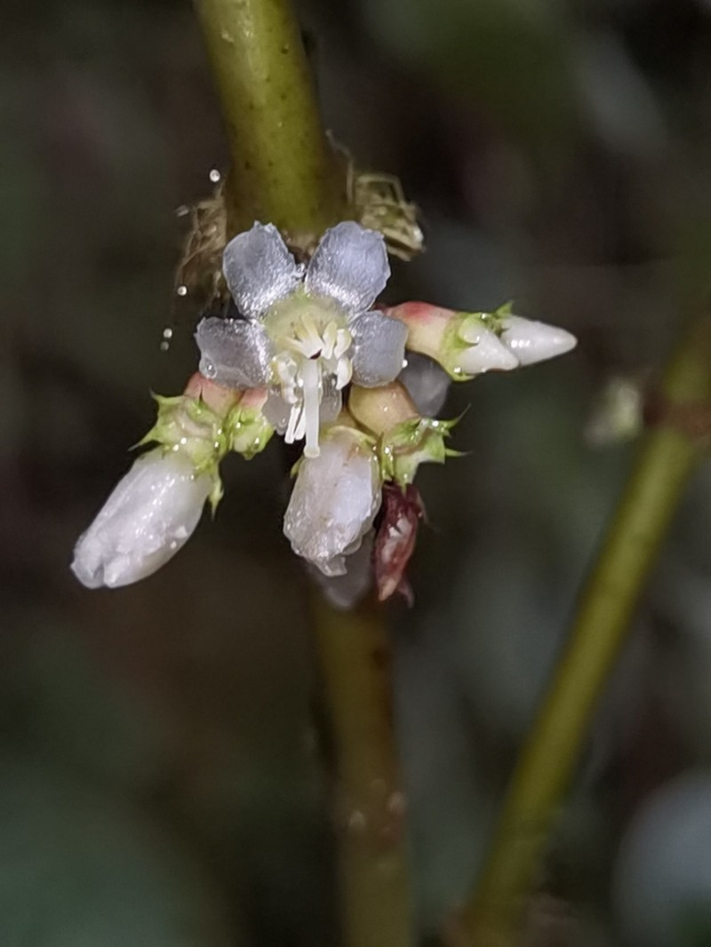 Miconia mortoniana photo 4