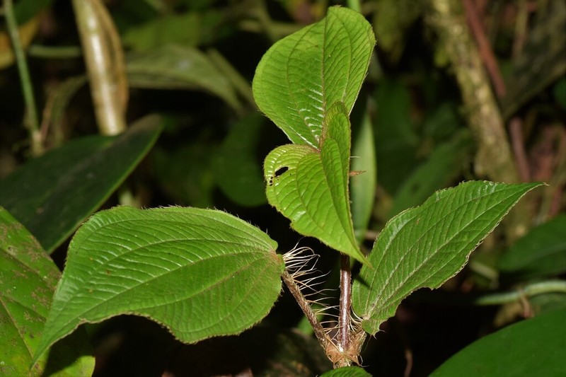 Miconia mortoniana photo 5