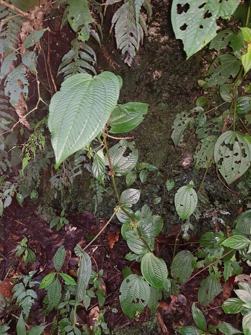 Miconia mortoniana photo 6