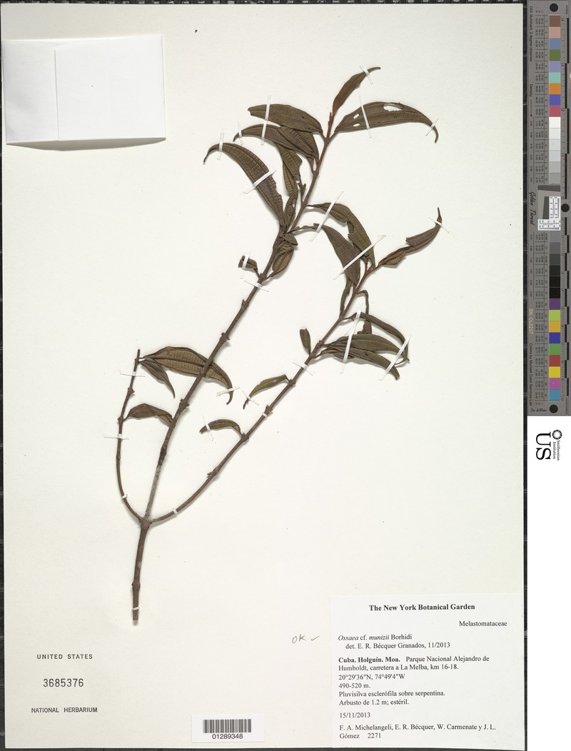 Miconia munizii
