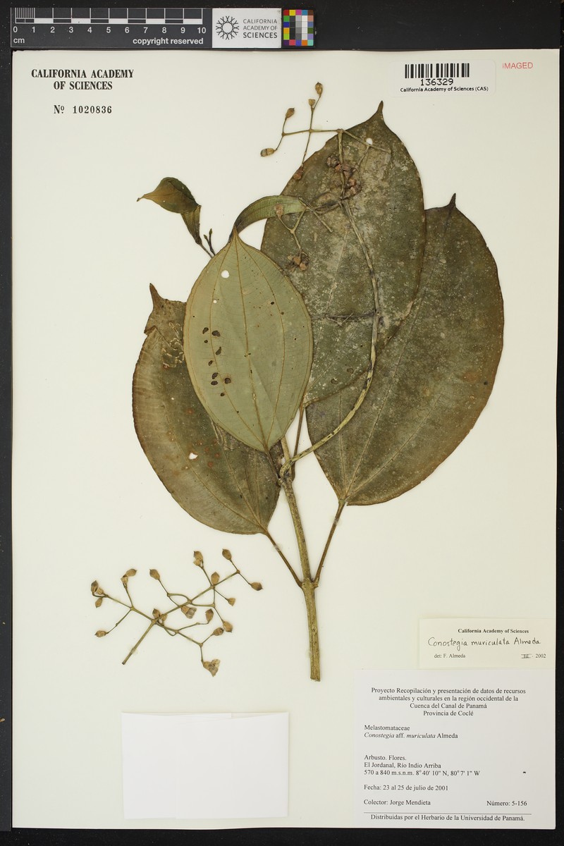 Miconia muriculata