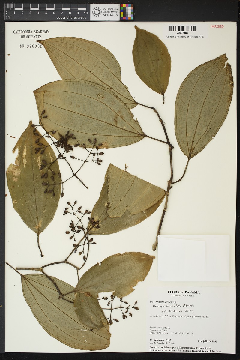 Miconia muriculata photo 2
